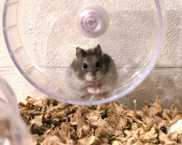 ブルーサファイアハムスターが回し車の中に座っている。